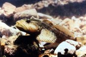 Sculpin