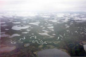 Alaskan Bogs