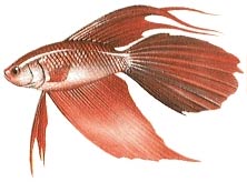 Siamese Fightingfish