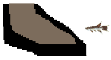 Size of Cape Lopez Lyretail