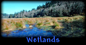 Wetlands