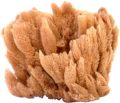 Sponge