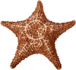 Sea Star