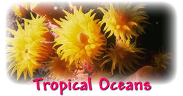 Tropical Oceans Animals