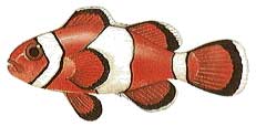 Clown Anemonefish