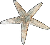 Underside of a Sea Star
