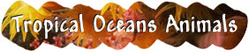 Temperate Oceans Animals