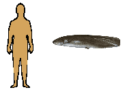 Size of Spiny Eel