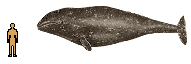 Size of Gray Whale