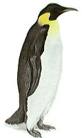 Emperor Penguin