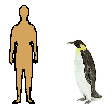 Size of Emperor Penguin