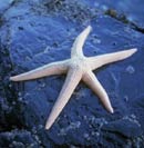 Sea Star