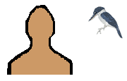 Size of White-collared Kingfisher
