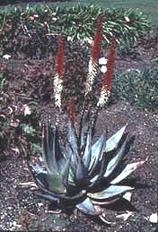 Aloe