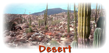 Desert Animals Introduction