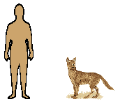 Size of Dingo