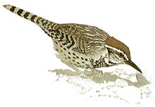 Cactus Wren
