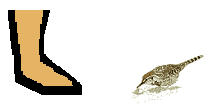 Size of Cactus Wren