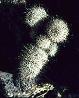 Fish Hook Cactus
