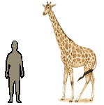 Size of Giraffe