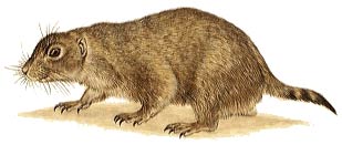 Black-tailed Prarie Dog