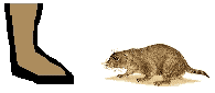 Size of Black-tailed Prairie Dog