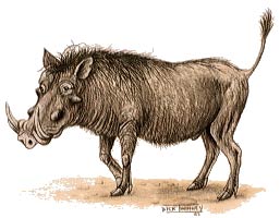Warthog