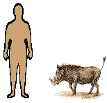 Size of Warthog