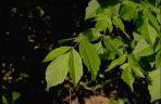 Leaves of a Box Elder Tree