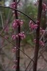 Flowers of a Red Bud Tree