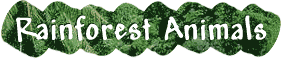 Tropical Rainforest Animals