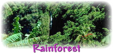 Rainforest