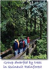 Group Dwarfed by Trees in Quinault Rainforest