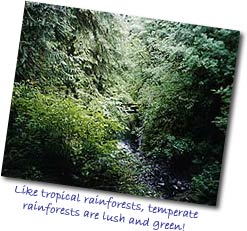 Temperate Forests Are Lush and Green