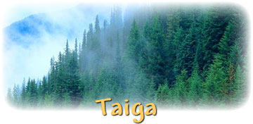 Taiga Animals