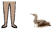 Size of Red-Throated Loon