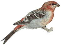 Pine Grosbeak