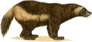 Wolverine