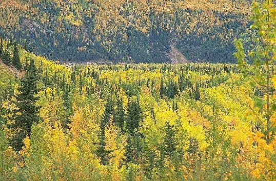 Taiga Plants