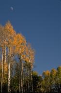 Aspen Trees