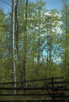 Birch Trees