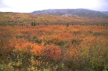 Many Bushes Turn Red in Fall