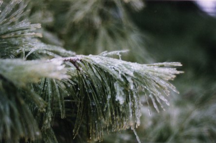 Taiga Plants