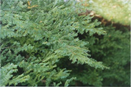 Taiga Plants
