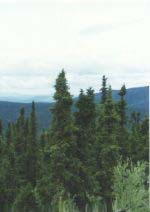 Taiga