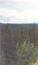 Taiga
