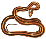 Rat Snake
