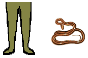 Size of Rat Snake