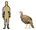 Size of Turkey