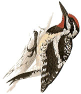 Yellow-bellied Sapsucker
